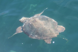 Sea turtle swimming with fishing line