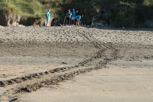 Sea turtle track to back of beach Sea turtle track to back of beach