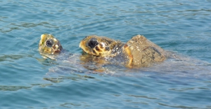 Sea turtles mating in Argostoli bay Sea turtles mating in Argostoli bay