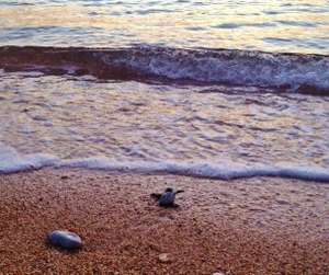 Skala Hatchling Skala Hatchling