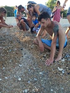 Skala hatchlings going to sea down a trench