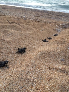 Skala hatchlings seaward bound
