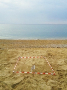 Skala nest June 2015