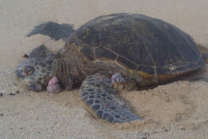Stranded green sea turtle with fibropapillomatosis