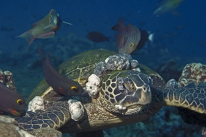 Swimming green sea turtle with fibropapillomatosis