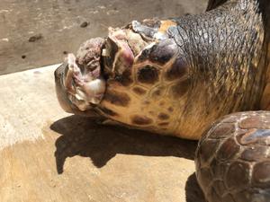 This sea turtle had severe head injuries