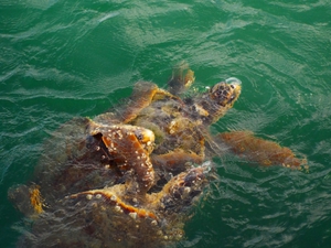 Three sea turltes mating in Argostoli bay Three sea turltes mating in Argostoli bay