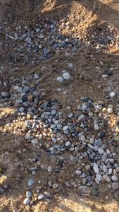 Top eggs on Loggerhead nest in Skala Area