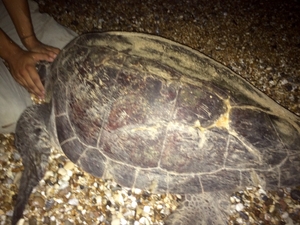 Trudy the Skala boat strike turtle