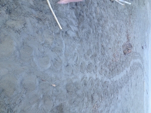 Turtle track Minies MI1