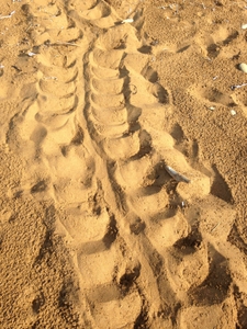 Turtle track towards the back of the beach