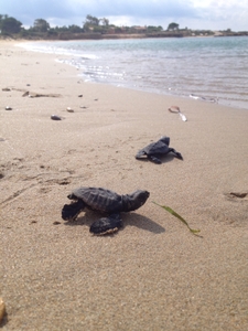 Two hatchlings on Megali Ammos Two hatchlings on Megali Ammos