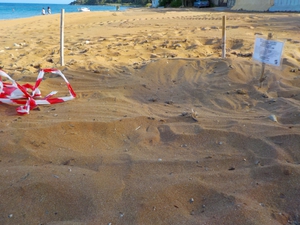 Vandalized sea turtle nest on Lepeda