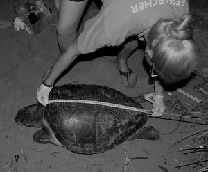 Volunteer measuring the CCL of a nesting turtle Volunteer measuring the CCL of a nesting turtle