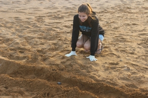 Volunteer observing a sea turtle hatchling Volunteer observing a sea turtle hatchling