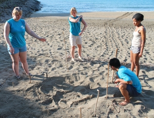 volunteers analyzing nesting tracks