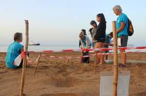 Volunteers counting hatchling tracks from a sea turtle nest Volunteers counting hatchling tracks from a sea turtle nest