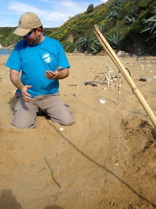 Volunteers locating a sea turtle nest Volunteers locating a sea turtle nest