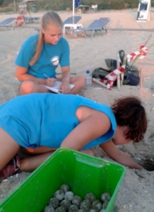 Volunteers relocating a nest in Skala Volunteers relocating a nest in Skala