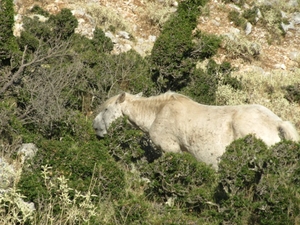 Wild horse on mout Ainos