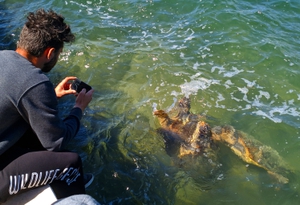 Wildlife Sense researcher observes interacting sea turtles Wildlife Sense researcher observes interacting sea turtles