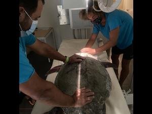 Xray sea turtle Xray sea turtle